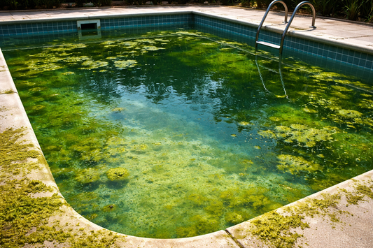 The Algae Field Guide: What’s Growing in Your Pool—and How to Stop It for Good